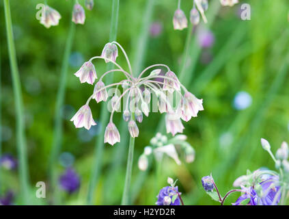 Allium Bulgaricum (Nectaroscordum siculum) Foto Stock