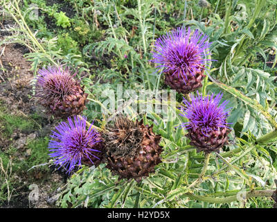 Fiori di cardo (Cynara cardunculus), chiamato anche il carciofo, che cresce su un riparto Foto Stock