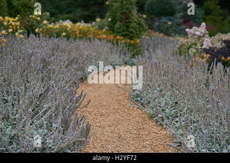Percorso di giardino tra blooming agnello le orecchie fiori Stachys byzantina Foto Stock