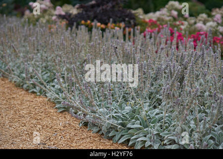 Percorso di giardino tra blooming agnello le orecchie fiori Stachys byzantina Foto Stock