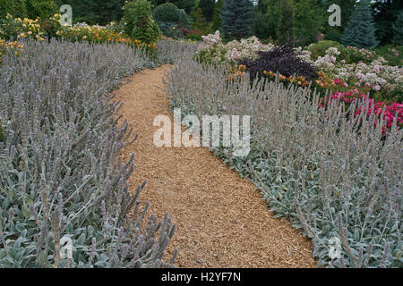 Percorso di giardino tra blooming agnello le orecchie fiori Stachys byzantina Foto Stock