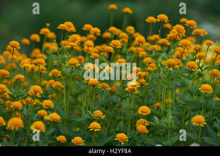 Heliopsis helianthoides Asahii fiori liscia oxeye ruvida false girasole Foto Stock