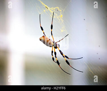 Golden Orb Spider Columbia nella Carolina del Sud 2016 foto di Catherine Brown Foto Stock