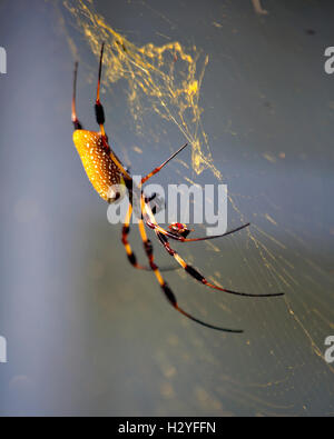 Golden Orb Spider Columbia nella Carolina del Sud 2016 foto di Catherine Brown Foto Stock