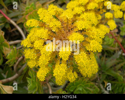 Il fiore giallo Testa di un Aeonium arboreum (Semprevivo albero) sull'Isola di Tresco nelle isole Scilly Foto Stock