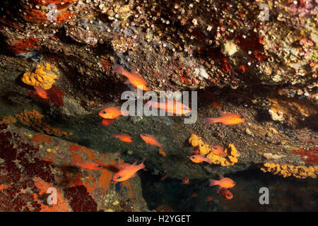 Sporgenza con uno sciame di cardinalfish (Apogon imberbis), Sithonia, Calcidica, anche Halkidiki, Egeo, Mediterraneo, Grecia Foto Stock