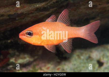 (Cardinalfish Apogon imberbis), Sithonia, Calcidica, anche Halkidiki, Egeo, Mediterraneo, Grecia Foto Stock