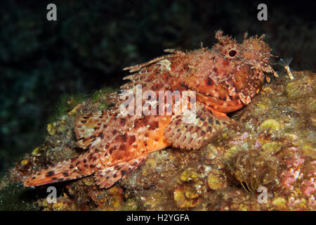 Barbuto scorfani (Scorpaenopsis barabatus), Sithonia, Calcidica, anche Halkidiki, Egeo, Mediterraneo, Grecia Foto Stock