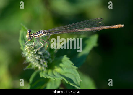 Bianco-zampe (damselfly Platycnemis pennipes) animale adulto, femmina , Burgenland, Austria Foto Stock