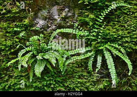 Sulla sinistra green spleenwort (Asplenium viride), sulla destra Maidenhair spleenwort (Asplenium trichomanes), felci, Stiria Foto Stock