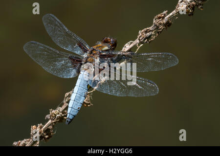 Ampio maschio corposo chaser, dragonfly (Libellula depressa), Burgenland, Austria Foto Stock