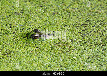 La rana verde (Rana esculenta) lenticchie d'acqua, acqua, Burgenland, Austria