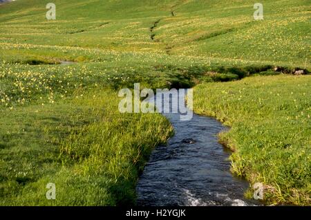 Piccolo ruscello in Cezallier e campo di narcisi, Auvergne Francia, Europa Foto Stock