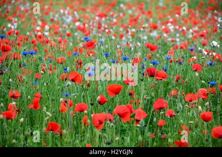 Campo di papaveri e cornflowers Foto Stock