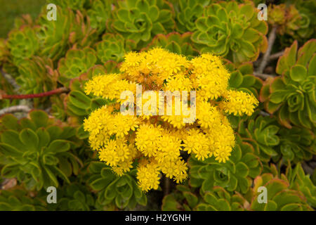 Il fiore giallo Testa di un Aeonium arboreum (Semprevivo albero) sull'Isola di Tresco nelle isole Scilly Foto Stock