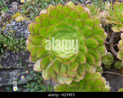 Aeonium selvatico (Albero Semprevivo) in Abbey Gardens sull isola di Tresco nelle isole Scilly, England, Regno Unito Foto Stock