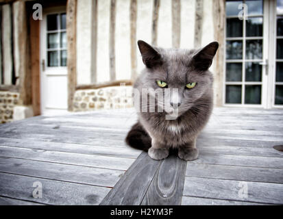 Ritratto di un grigio Housecat seduti su un tavolo di legno all'aperto Foto Stock