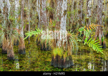 Cipresso calvo alberi coperti di bromeliacee e felci all'interno di una cupola di cipressi - Everglades National Park Florida USA Foto Stock