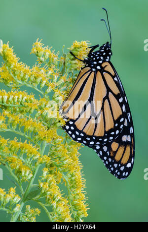 Farfalla monarca (Danaus plexippus) su oro (Solidago sps), fine estate, inizio autunno, E STATI UNITI D'AMERICA, da saltare Moody/Dembinsky Foto Assoc Foto Stock