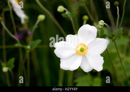 Anemone x hybrida "Honorine Jobert'. Foto Stock