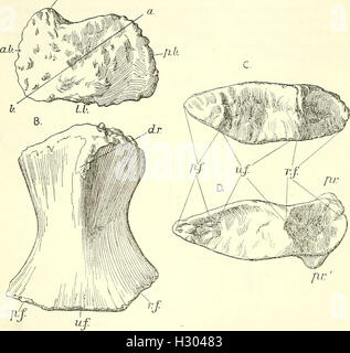 Un catalogo descrittivo dei rettili marini della Oxford argilla. Basato sulla collezione di Leeds nel British Museum di storia naturale), Londra (1910) (2025091 Foto Stock