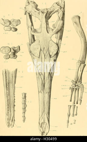 Un catalogo descrittivo dei rettili marini della Oxford argilla. Basato sulla collezione di Leeds nel British Museum di storia naturale), Londra (1910) (2025119 Foto Stock