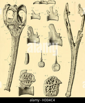 Un catalogo descrittivo dei rettili marini della Oxford argilla. Basato sulla collezione di Leeds nel British Museum di storia naturale), Londra (1910) (2068571 Foto Stock