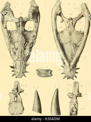 Un catalogo descrittivo dei rettili marini della Oxford argilla. Basato sulla collezione di Leeds nel British Museum di storia naturale), Londra (1910) (2084748 Foto Stock