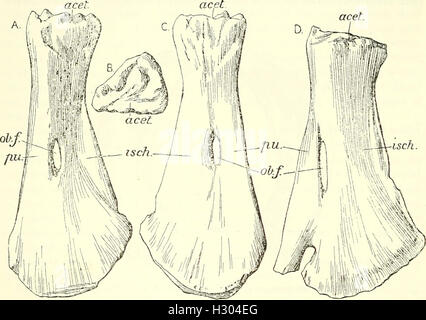 Un catalogo descrittivo dei rettili marini della Oxford argilla. Basato sulla collezione di Leeds nel British Museum di storia naturale), Londra (1910) (2086387