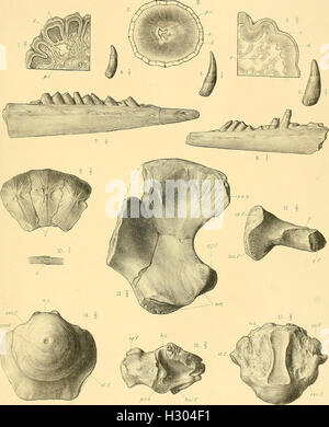 Un catalogo descrittivo dei rettili marini della Oxford argilla. Basato sulla collezione di Leeds nel British Museum di storia naturale), Londra (1910) (2086404 Foto Stock