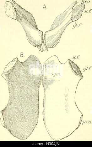 Un catalogo descrittivo dei rettili marini della Oxford argilla. Basato sulla collezione di Leeds nel British Museum di storia naturale), Londra (1910) (2088079 Foto Stock