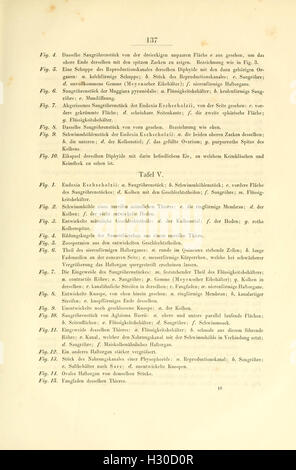Beobachtungen über Anatomie und Entwickelung einiger wirbellosen Seethiere (pagina 137) BHL99 Foto Stock