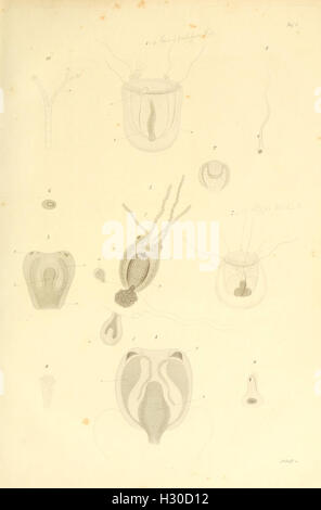 Beobachtungen über Anatomie und Entwickelung einiger wirbellosen Seethiere piastra (I) BHL99 Foto Stock