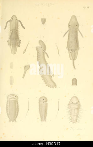 Beobachtungen über Anatomie und Entwickelung einiger wirbellosen Seethiere (piastra IX) BHL99 Foto Stock
