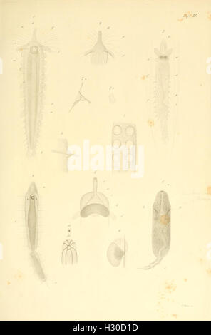 Beobachtungen über Anatomie und Entwickelung einiger wirbellosen Seethiere piastra (XI) BHL99 Foto Stock