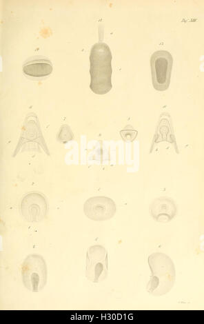 Beobachtungen über Anatomie und Entwickelung einiger wirbellosen Seethiere (piastra XIII) BHL99 Foto Stock