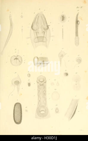 Beobachtungen über Anatomie und Entwickelung einiger wirbellosen Seethiere piastra (XV) BHL99 Foto Stock