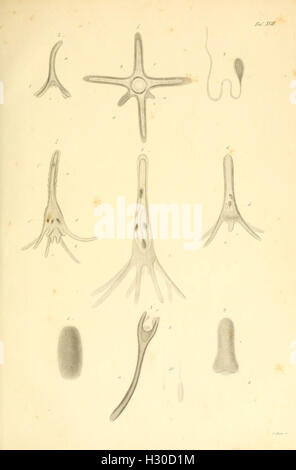 Beobachtungen über Anatomie und Entwickelung einiger wirbellosen Seethiere piastra (XVII) BHL99 Foto Stock