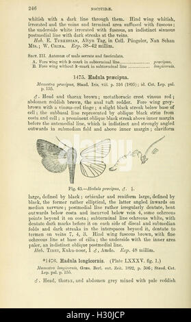 Catalogo dei lepidotteri Phalaenae nel British Museum (pagina 246) BHL184 Foto Stock