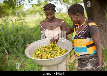 Le donne raccogliere caduti frutto di karité, il dado dal quale è utilizzato per la fabbricazione di burro di karité e l'olio, in Burkina Faso, Africa. Foto Stock