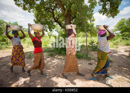 Le donne raccogliere caduti frutto di karité, il dado dal quale è utilizzato per la fabbricazione di burro di karité e l'olio, in Burkina Faso, Africa. Foto Stock
