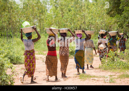 Le donne raccogliere caduti frutto di karité, il dado dal quale è utilizzato per la fabbricazione di burro di karité e l'olio, in Burkina Faso, Africa. Foto Stock