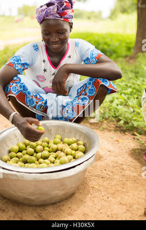 Le donne raccogliere caduti frutto di karité, il dado dal quale è utilizzato per la fabbricazione di burro di karité e l'olio, in Burkina Faso, Africa. Foto Stock