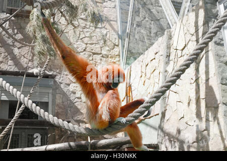 Triste ape seduti sulla fune in gabbia Foto Stock