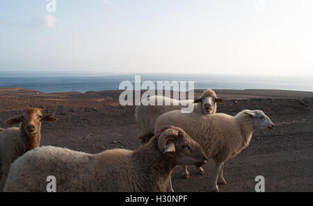 Fuerteventura Isole Canarie, Nord Africa, Spagna: pecore sulla strada sterrata a Punta de Jandia, all'estremo sud del capo dell'isola Foto Stock