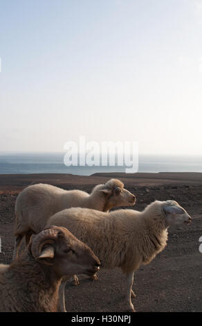 Fuerteventura Isole Canarie, Nord Africa, Spagna: pecore sulla strada sterrata a Punta de Jandia, all'estremo sud del capo dell'isola Foto Stock