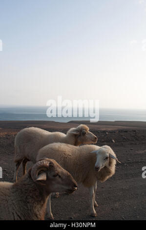 Fuerteventura Isole Canarie, Nord Africa, Spagna: pecore sulla strada sterrata a Punta de Jandia, all'estremo sud del capo dell'isola Foto Stock