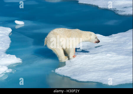 Maschio di Orso Polare (Ursus maritimus) con il sangue il suo naso e la gamba saltando floes di ghiaccio e acqua blu, isola Spitsbergen Foto Stock