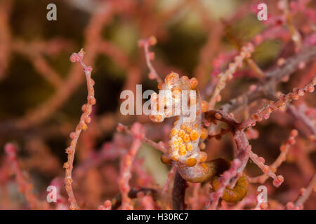 Foto subacquee di Rosa cavalluccio marino pigmeo in Seafans coral Foto Stock