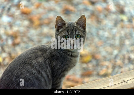 Timida feral tabby cat guardando la telecamera, spaventata, Autunno colori colori dietro Foto Stock